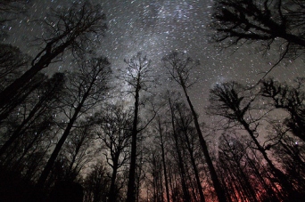 night forest stars